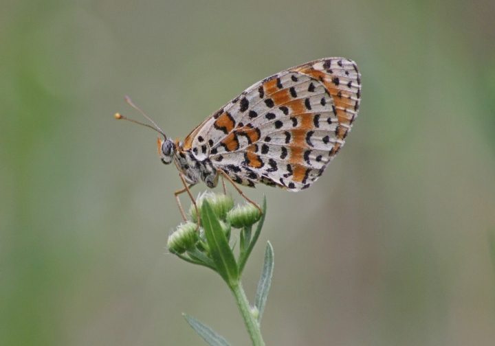 melitae dydima: conferma ID